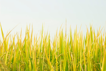 rice field in north Thailand, nature food landscape background.