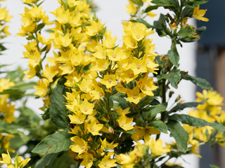 Lysimachia | La lysimaque ponctuée aux fleurs jaune et feuillage vert clair