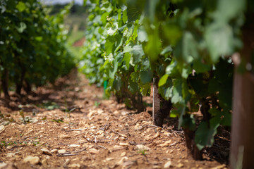 Closeup panoramic shot of rows summer vineyard scenic landscape, plantation, beautiful wine grape...