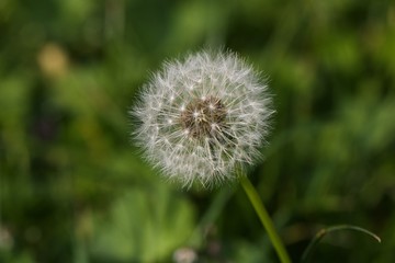 Obraz premium Löwenzahn Pusteblume