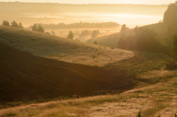 Sunrise on a field covered with flowering lupines in spring or early summer season with fog and trees on a background in morning. Landscape.