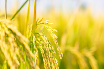 rice field in north Thailand, nature food landscape background.