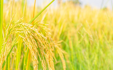 rice field in north Thailand, nature food landscape background.