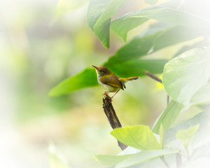 Little greenish warbler bird sitting on tree branch.