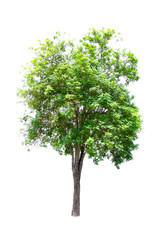 Fototapeta premium Isolated of tree on white background and clipping path for ecology decoration website and magazine.- Image.
