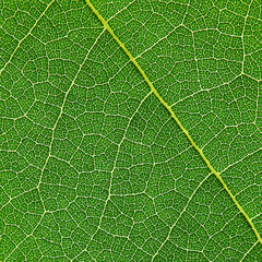 detail of green leaf texture ( Bastard Teak, Bengal Kinotree, Kino Tree,Flame of the Forest )