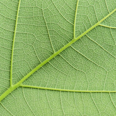 green leaf texture