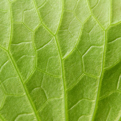 green lotus leaf texture