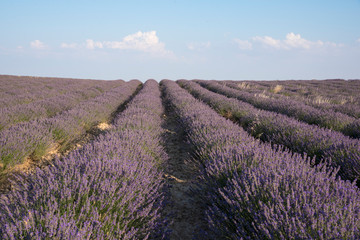 Lavender plantation in bloom