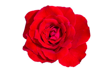 Red roses on white Background isolated include clipping path.