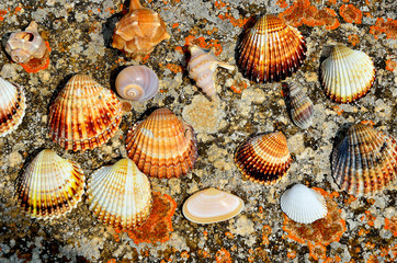 Shells on a wall near the beach