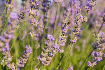 Lavender plantation in bloom