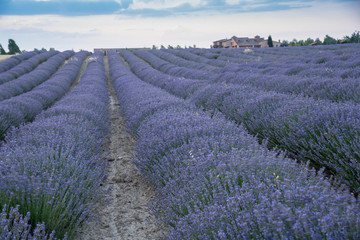 Fototapeta premium Lavender plantation in bloom