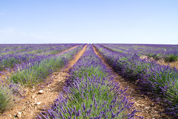 Fototapeta na wymiar Beautiful lavender fields seasonal blossom landscape