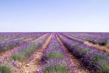 Beautiful lavender fields landscape with blue sky