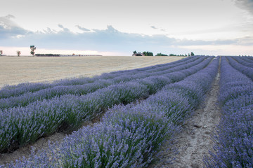 Lavender plantation in bloom