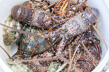 Lobster at the beach catching by a fisherman.