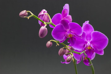 Fototapeta na wymiar Beautiful pink orchid phalaenopsis on dark background.