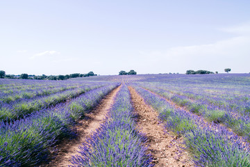 Fototapeta na wymiar Lavender fields in Brihuega, Spain