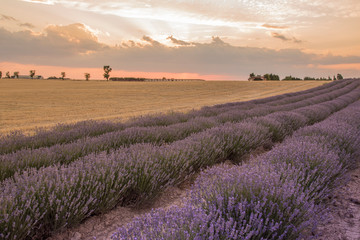Obraz na płótnie Canvas Lavender plantation in bloom