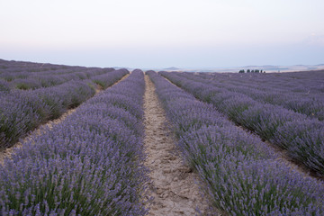 Fototapeta na wymiar Lavender plantation in bloom