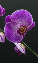 Beautiful pink orchid phalaenopsis on dark background.