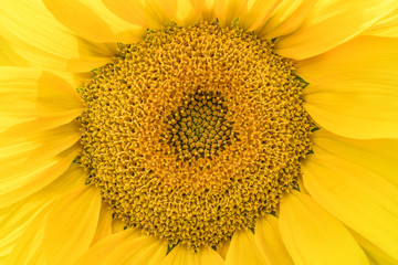 Bright yellow blooming sunflowers. Closeup, minimal concept.