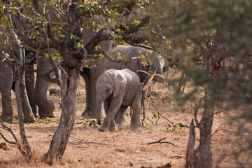 Fototapeta premium African bush elephant, loxodonta africana, african savanna elephant, Kruger national park