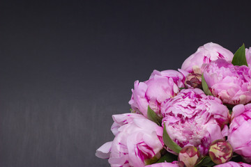 Pink peonies. Peonies pink background. Free space for your text.