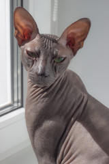 Beautiful calm skull cat sphinx sitting on a light background.