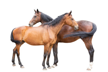 Obraz premium beautiful horses, racehorse, English racehorse, Ukrainian riding horse
