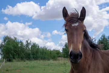 Brown horse with mane and tail blowing in the wind © NetPix