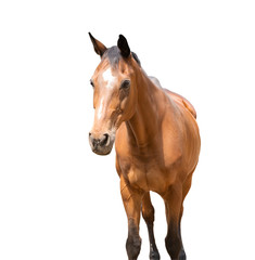 Fototapeta premium beautiful horse, racehorse, english racehorse