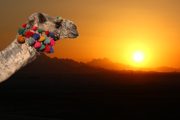 Kopf eines Kamels bei Sonnenuntergang