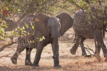 Fototapeta premium African bush elephant, loxodonta africana, african savanna elephant, Kruger national park