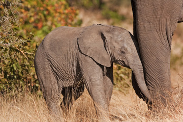 African bush elephant, loxodonta africana, african savanna elephant, Kruger national park