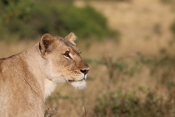 Obraz na płótnie Canvas Lioness profile