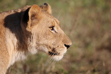 Fototapeta na wymiar Lioness profile 
