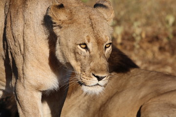 Lioness strong ahead