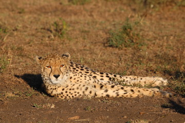 Cheetah lying down