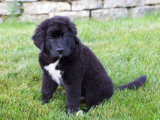 Fototapeta premium Adorable 12-week old black and white Labernese puppy sitting in lawn staring during an early summer morning