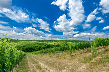 Fototapeta na wymiar Hungarian vineyards in the summer season