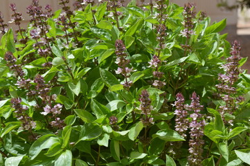 Plants and flowers
