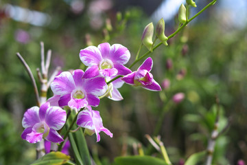 Purple orchid with blurred background. Violet orchids on the flower stalks.