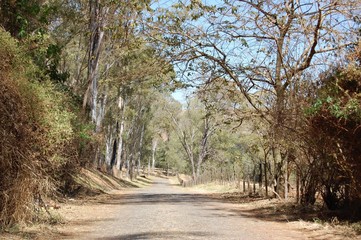 Obraz premium road in the forest