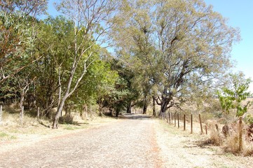 Fototapeta premium road in forest