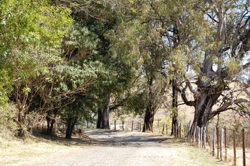 tree in the park
