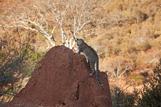 African leopard, panthera pardus pardus, Kruger national park
