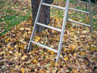 ladder in the autumn garden