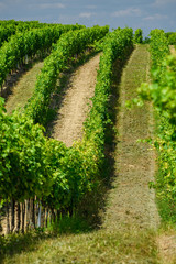 Fototapeta na wymiar Viticulture: Hungarian vineyards in the summer season